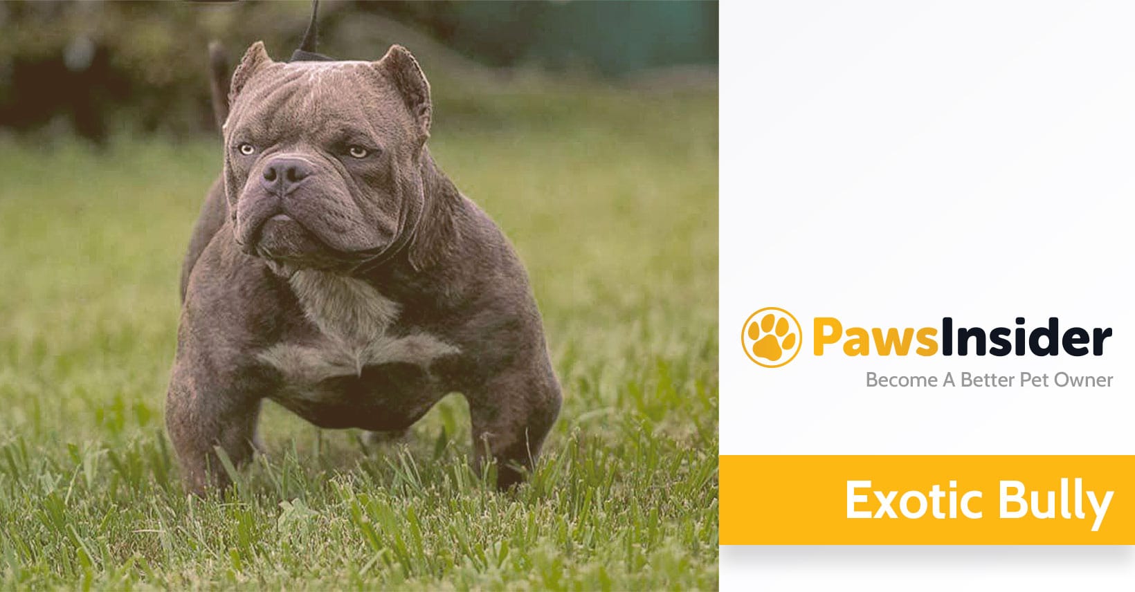 Exotic Bully Dog Breed Information: The FULL Guide